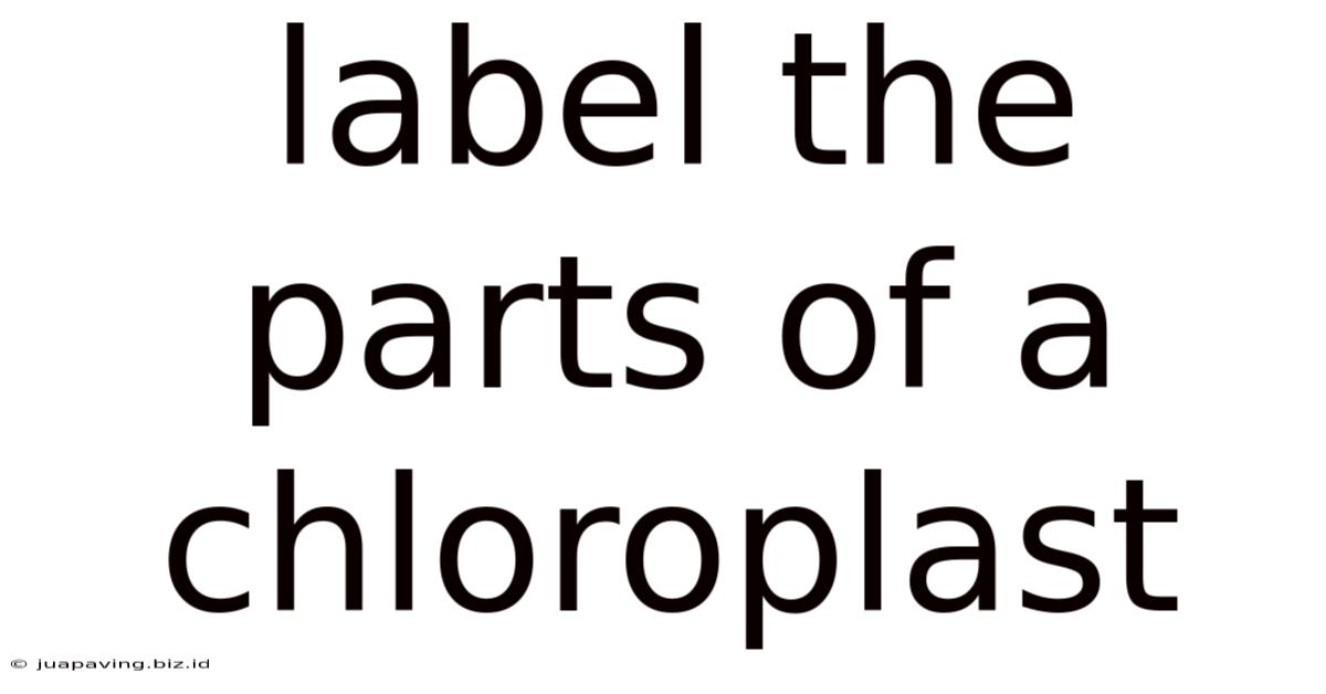 Label The Parts Of A Chloroplast