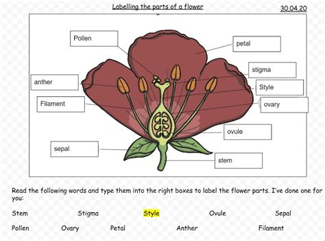 Label The Parts Of A Flower.