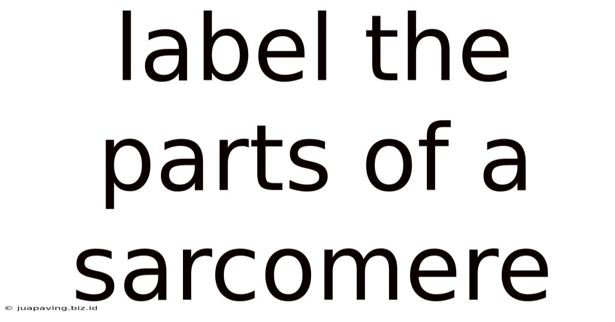 Label The Parts Of A Sarcomere