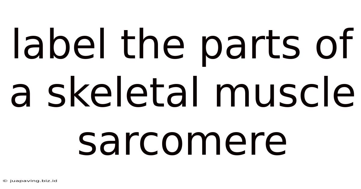 Label The Parts Of A Skeletal Muscle Sarcomere