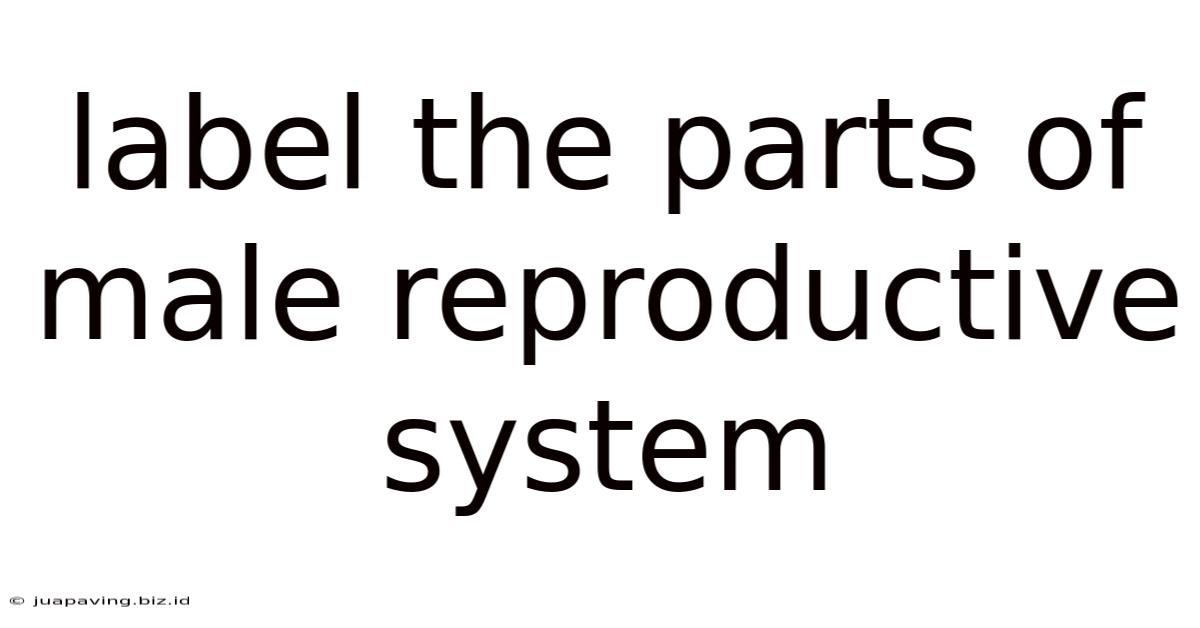 Label The Parts Of Male Reproductive System