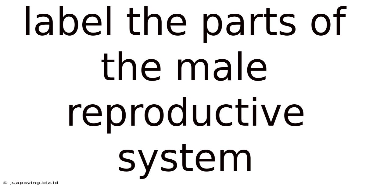 Label The Parts Of The Male Reproductive System