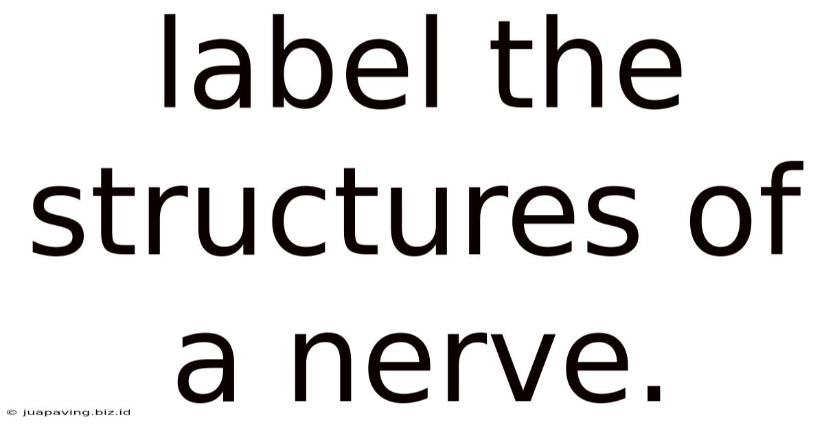 Label The Structures Of A Nerve.