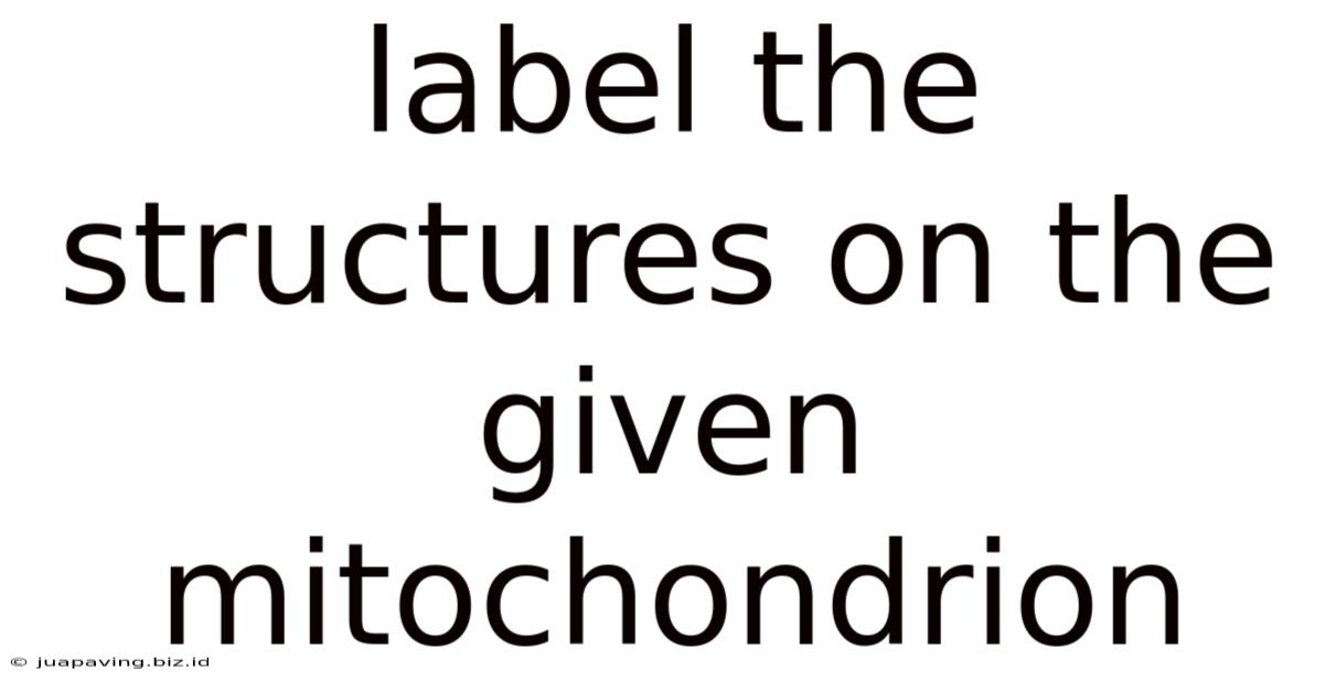 Label The Structures On The Given Mitochondrion