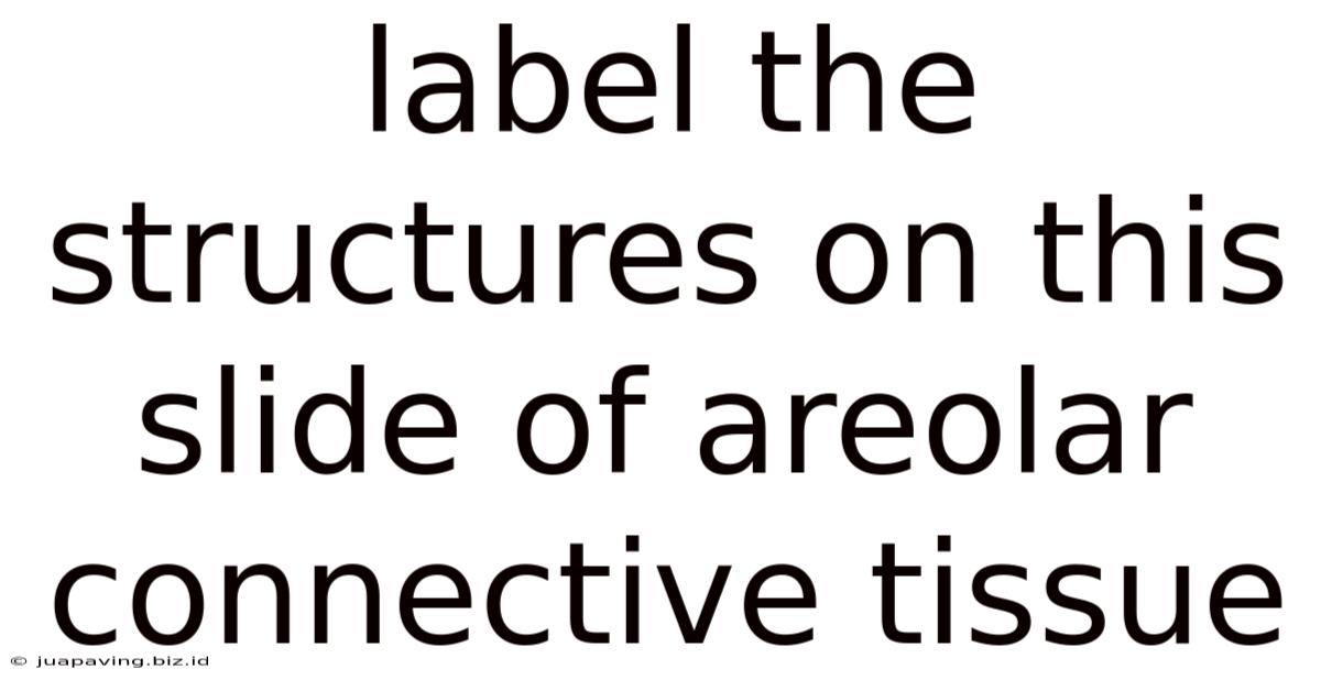 Label The Structures On This Slide Of Areolar Connective Tissue
