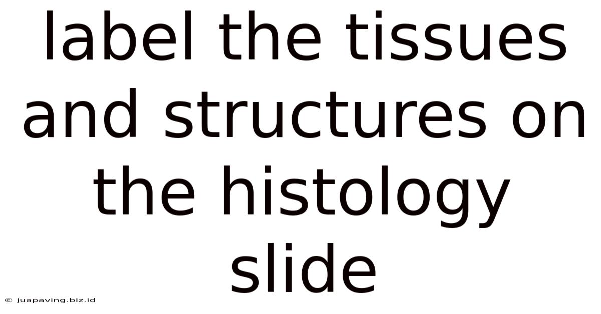 Label The Tissues And Structures On The Histology Slide