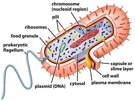 Labeled Diagram Of A Prokaryotic Cell