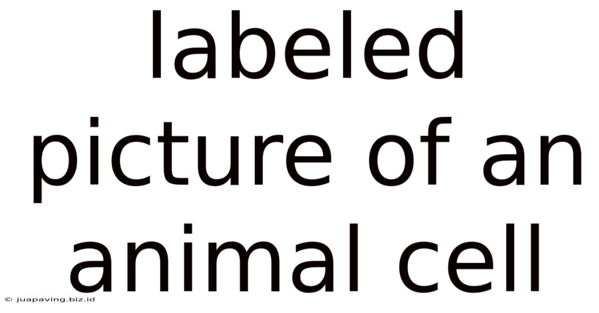 Labeled Picture Of An Animal Cell