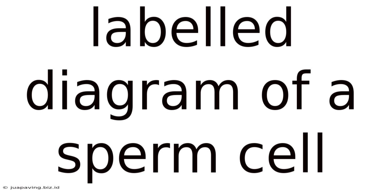 Labelled Diagram Of A Sperm Cell