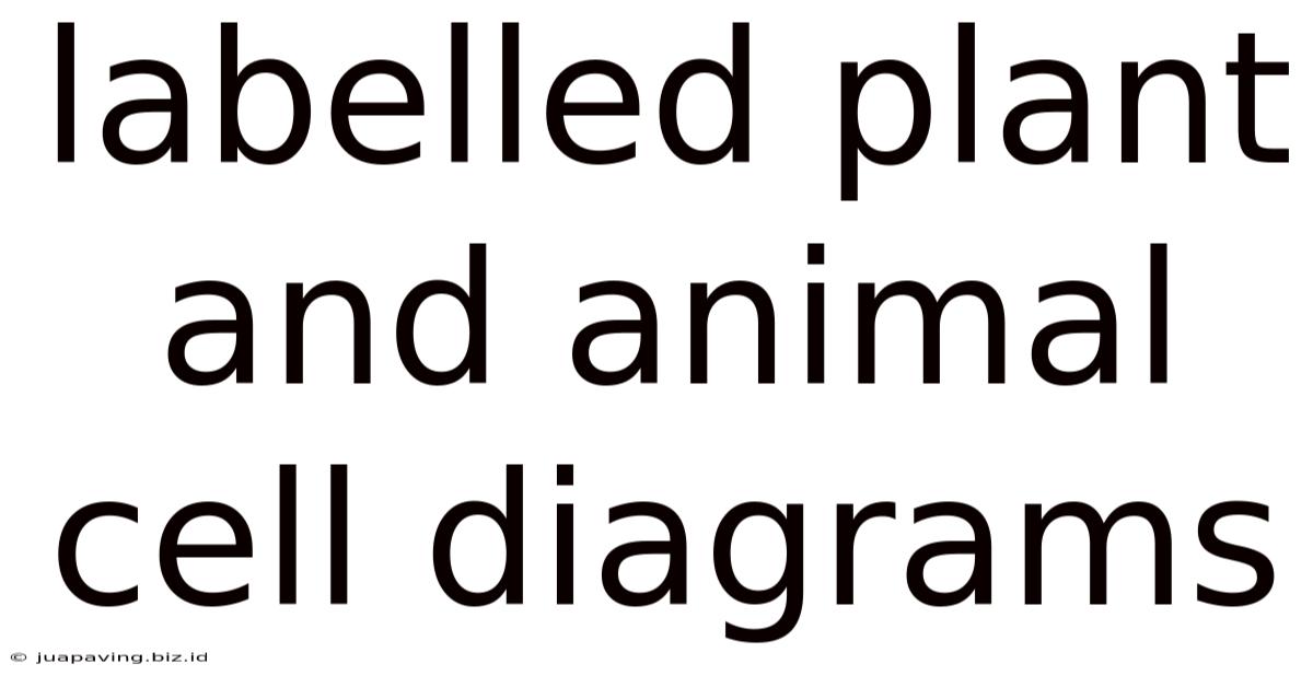 Labelled Plant And Animal Cell Diagrams
