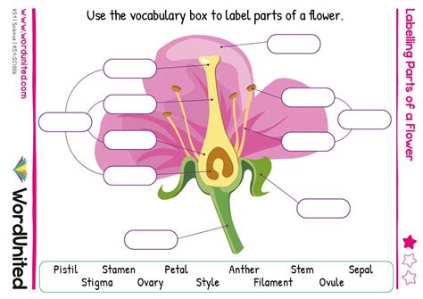 Labelling The Parts Of A Flower