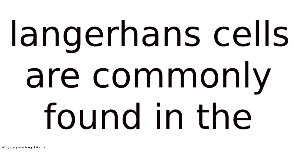Langerhans Cells Are Commonly Found In The