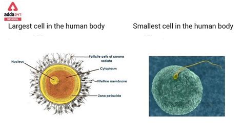 Largest Cell In The Human Body