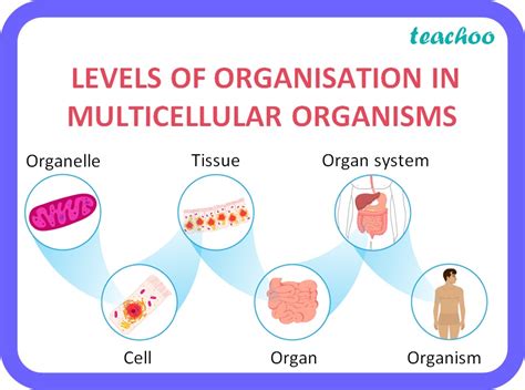 Levels Of Organization In Multicellular Organisms