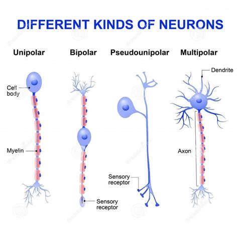 List The Fundamental Physiological Properties Of Neurons.