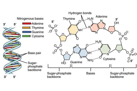 List The Three Parts Of A Nucleotide