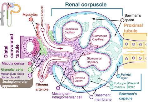 List Three Substances Typically Found In Glomerular Filtrate