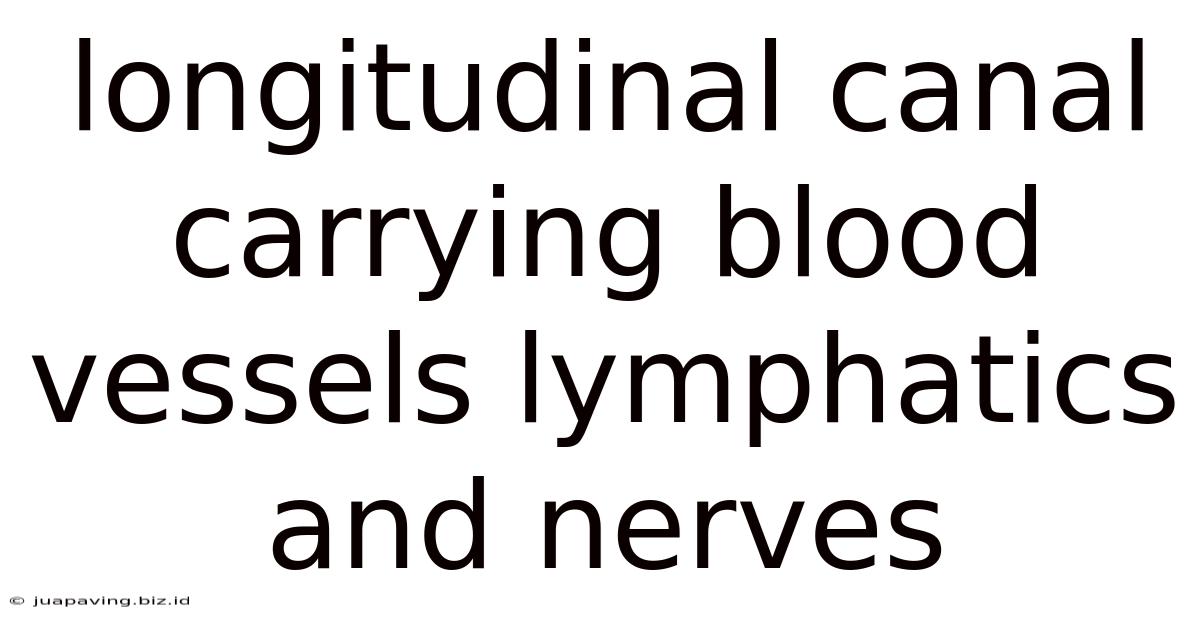 Longitudinal Canal Carrying Blood Vessels Lymphatics And Nerves
