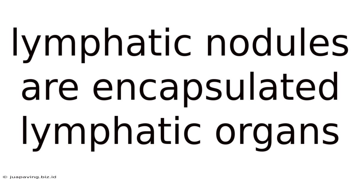 Lymphatic Nodules Are Encapsulated Lymphatic Organs