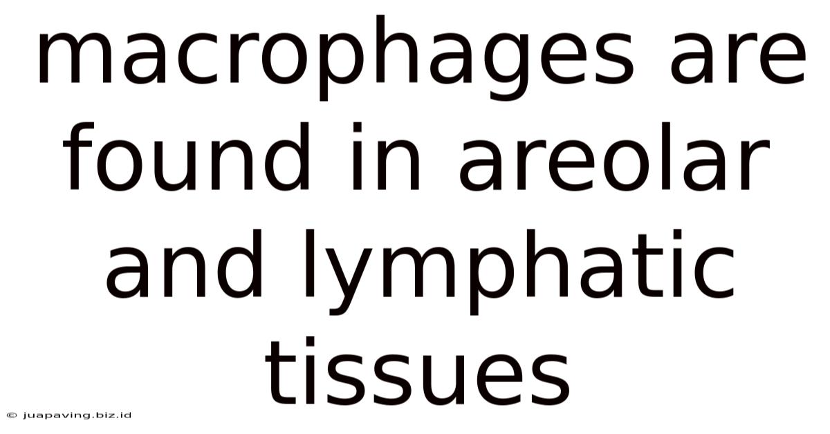 Macrophages Are Found In Areolar And Lymphatic Tissues