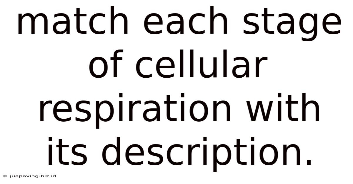 Match Each Stage Of Cellular Respiration With Its Description.