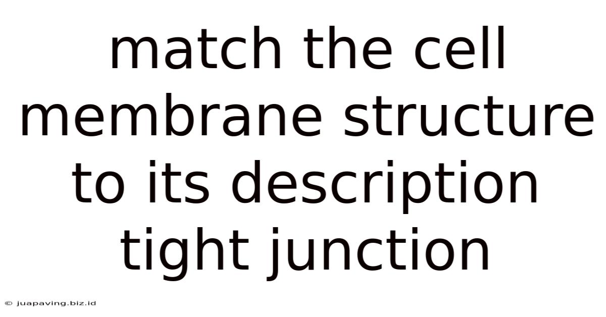 Match The Cell Membrane Structure To Its Description Tight Junction