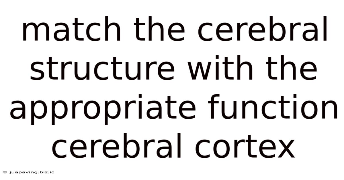 Match The Cerebral Structure With The Appropriate Function Cerebral Cortex
