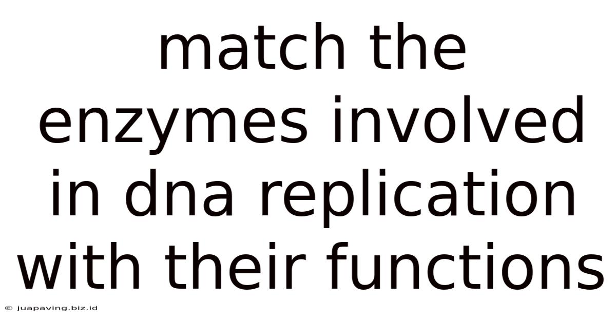 Match The Enzymes Involved In Dna Replication With Their Functions