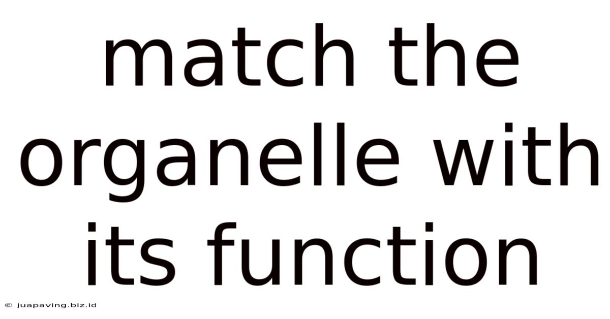 Match The Organelle With Its Function