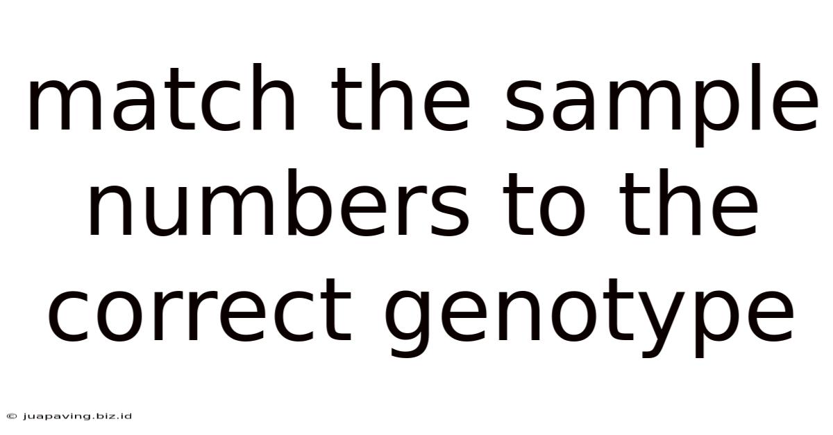 Match The Sample Numbers To The Correct Genotype