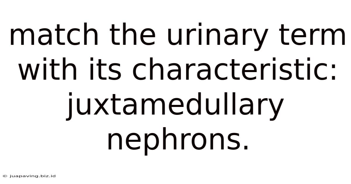 Match The Urinary Term With Its Characteristic: Juxtamedullary Nephrons.