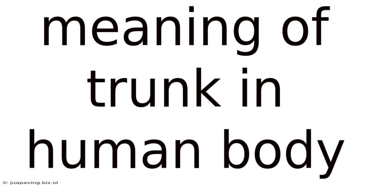Meaning Of Trunk In Human Body