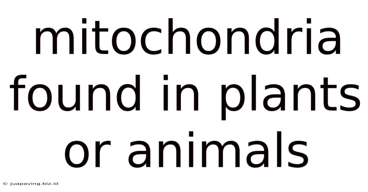 Mitochondria Found In Plants Or Animals