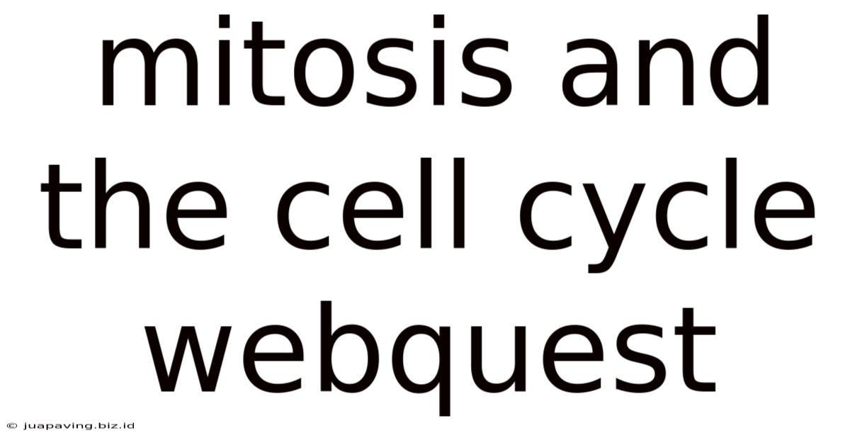 Mitosis And The Cell Cycle Webquest