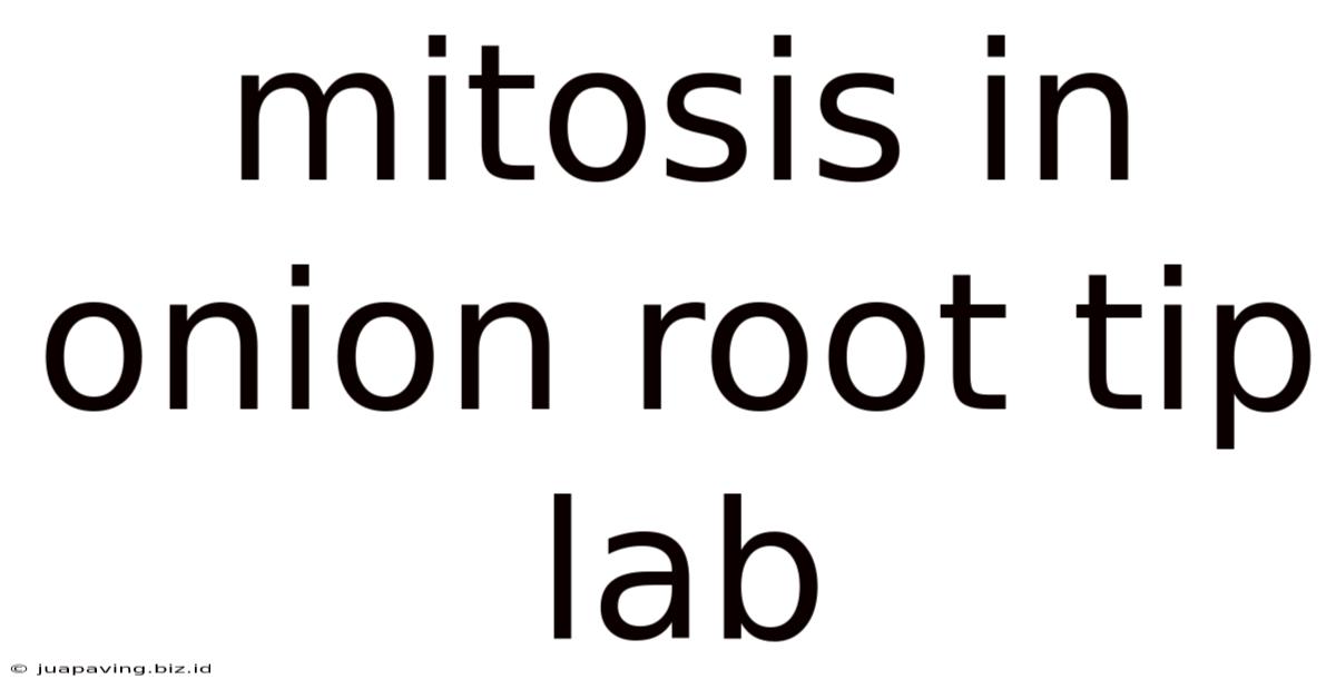 Mitosis In Onion Root Tip Lab
