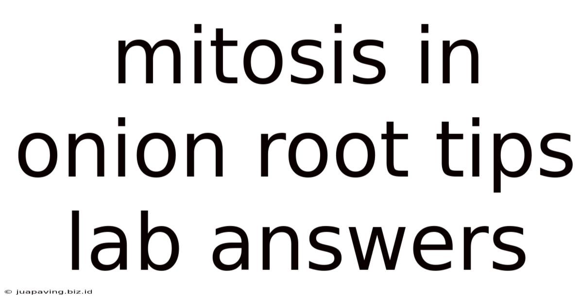 Mitosis In Onion Root Tips Lab Answers