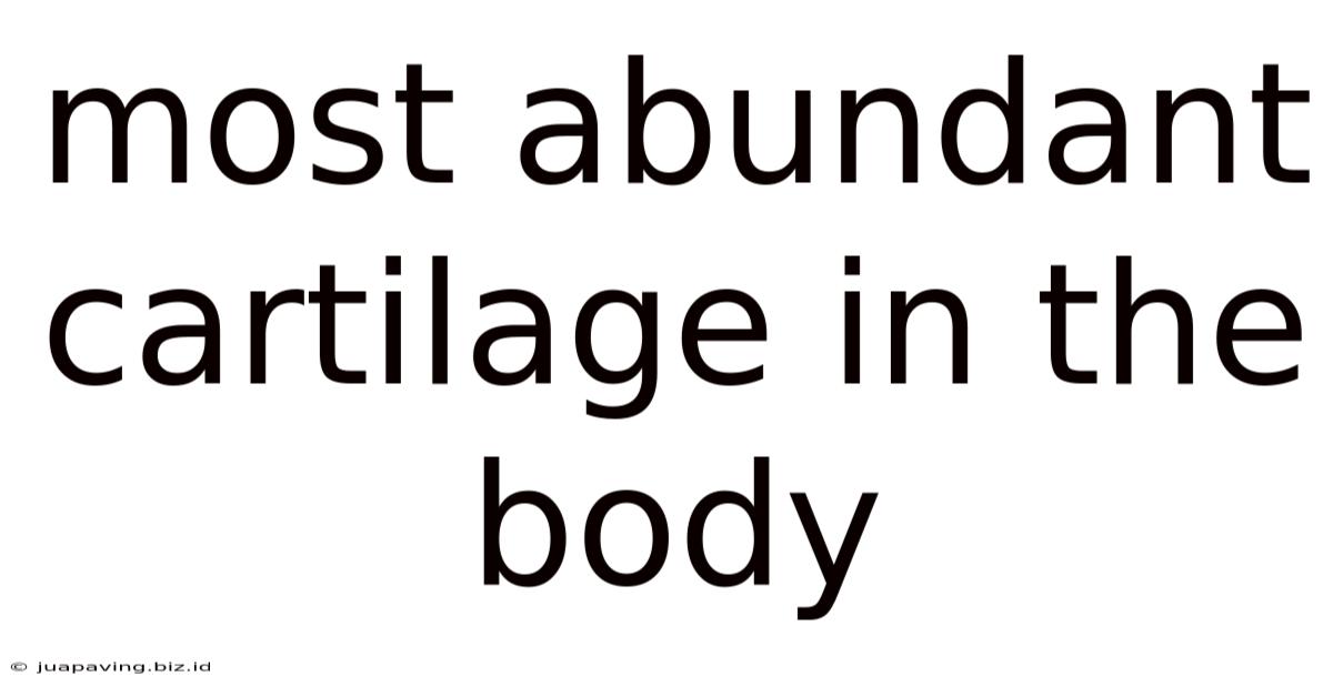 Most Abundant Cartilage In The Body