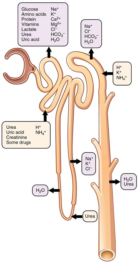 Most Tubular Reabsorption Occurs In The