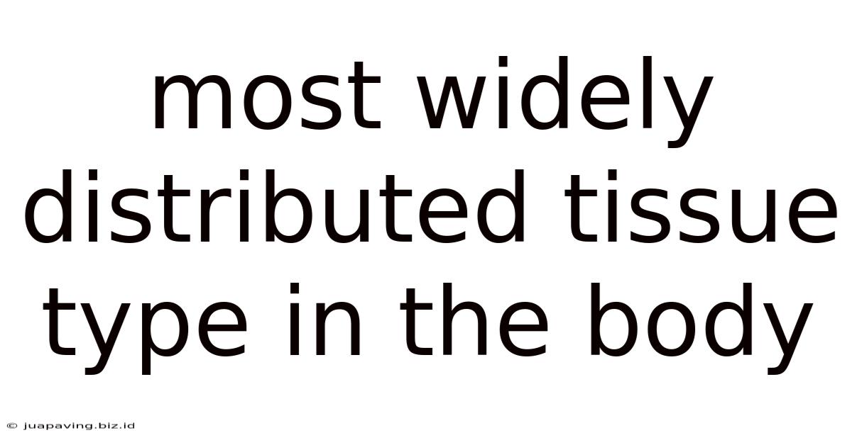 Most Widely Distributed Tissue Type In The Body