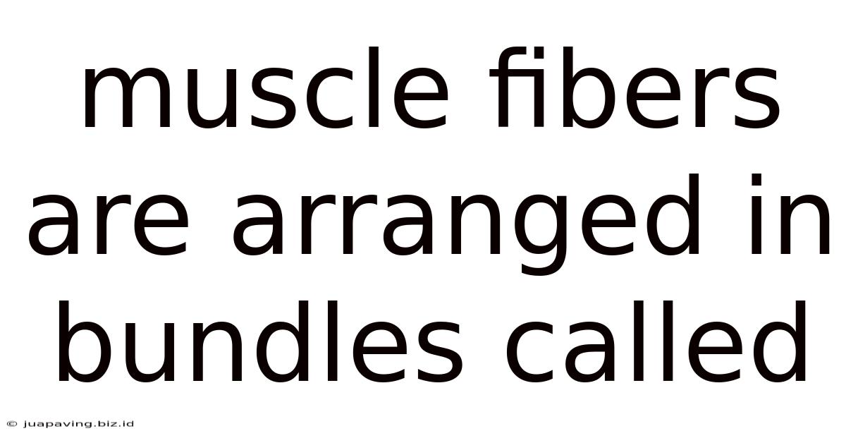 Muscle Fibers Are Arranged In Bundles Called