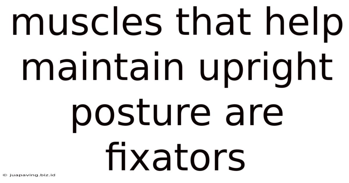 Muscles That Help Maintain Upright Posture Are Fixators