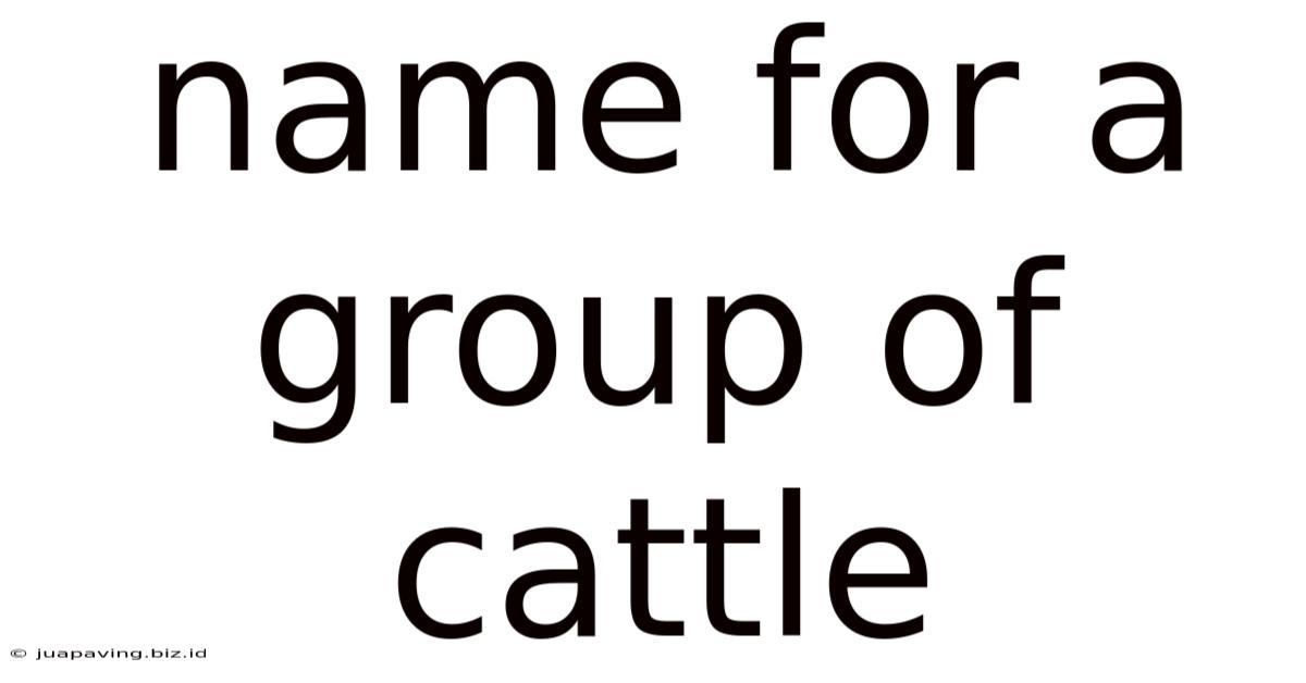 Name For A Group Of Cattle