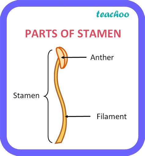 Name The Two Parts Of The Stamen