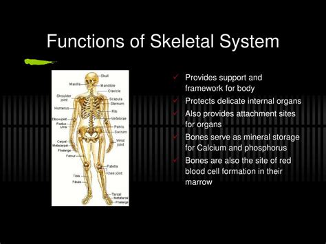 Not A Function Of The Skeletal System