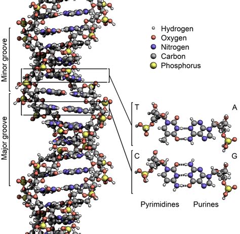 Nucleic Acids Are Polymers Of Blank