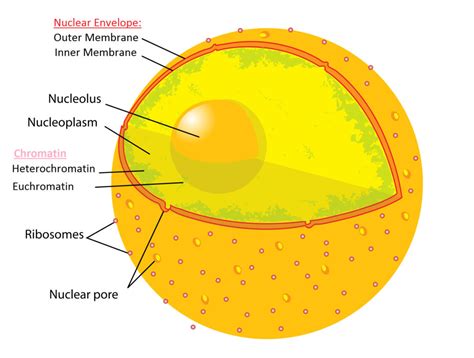 Nucleus Is The Powerhouse Of The Cell