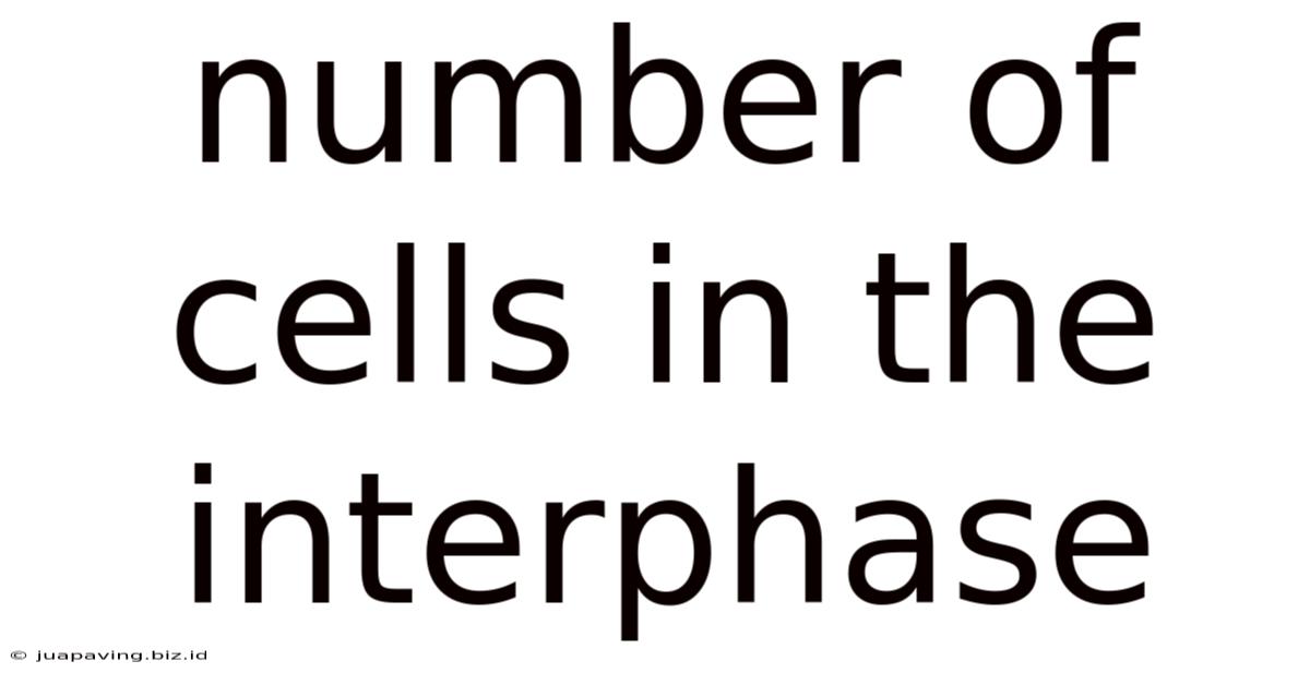 Number Of Cells In The Interphase