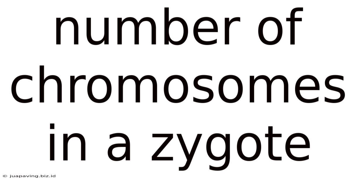 Number Of Chromosomes In A Zygote