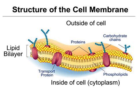 Occupies Space Between Plasma Membrane And Nucleus