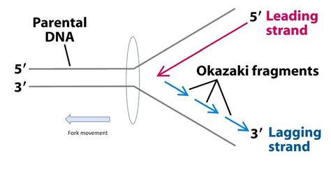 Okasaki Fragments Would Be Found At The ____________________ Strand.